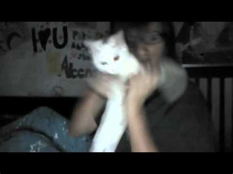 cat blowjob|Cat beastiality